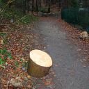 Siebenweg, dog, forest, log, barrier