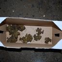 toad, cardboard box