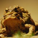 toad
