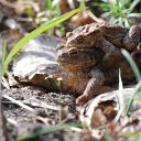 grassland, toad