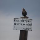 fish, sign, white-tailed eagle