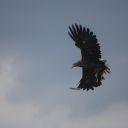 fish, white-tailed eagle