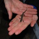 hand, newt