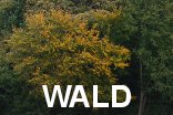 Wald